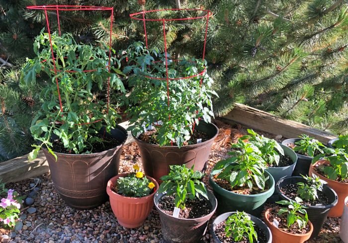 potted tomato and pepper plants